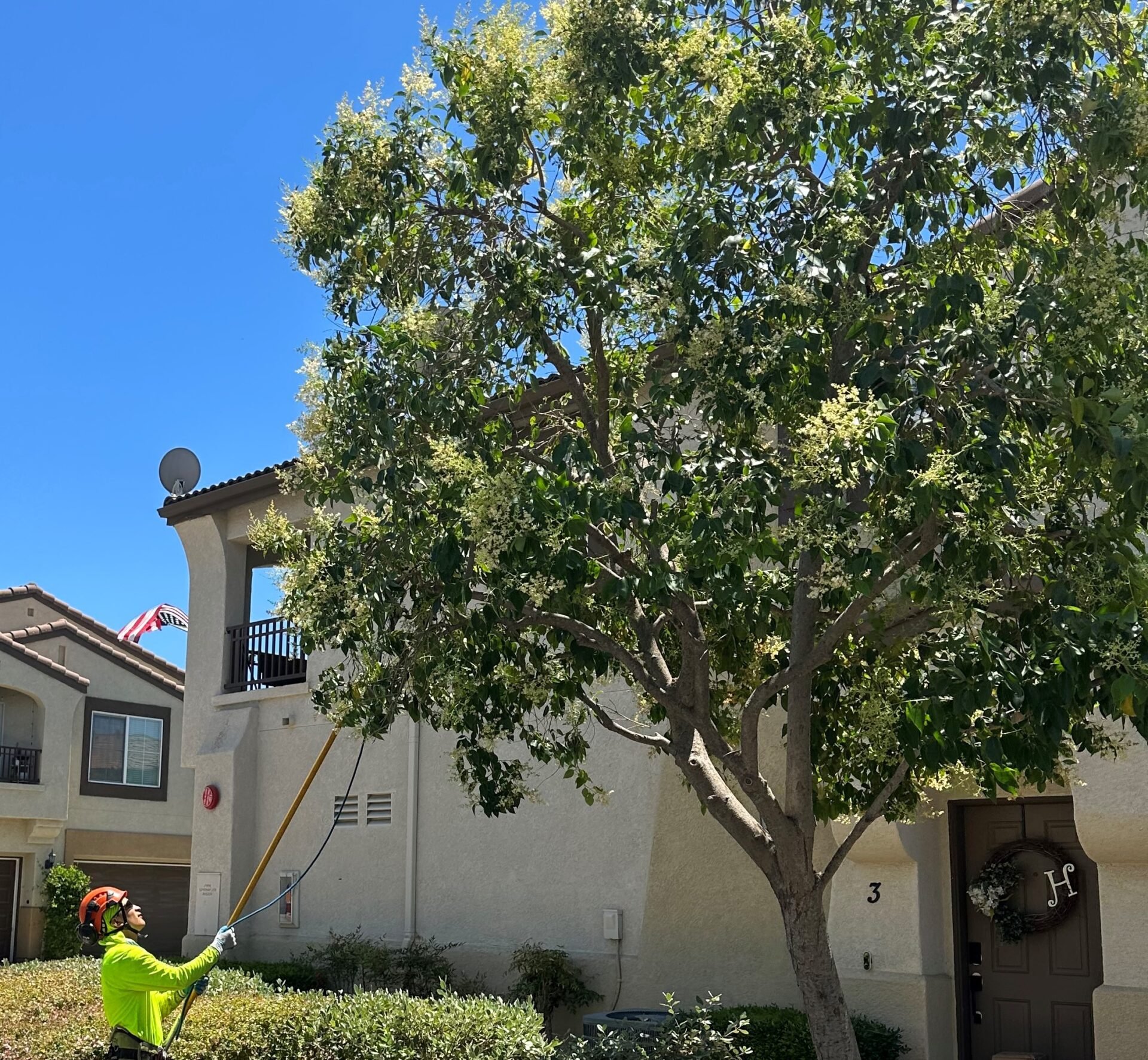 Gardeners cutting branches and twigs of trees